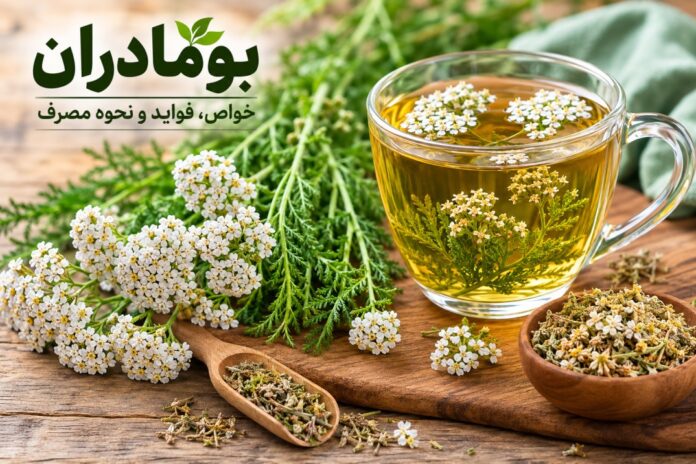 بومادران