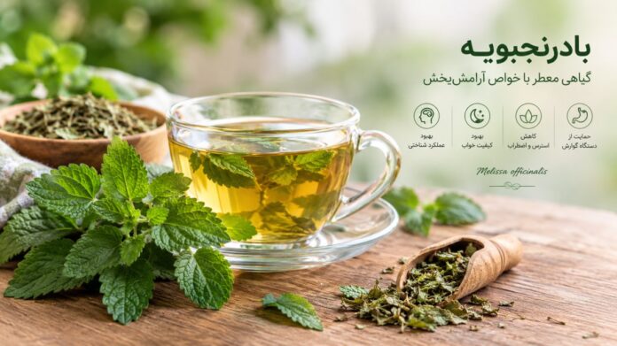 بادرنجبویه
